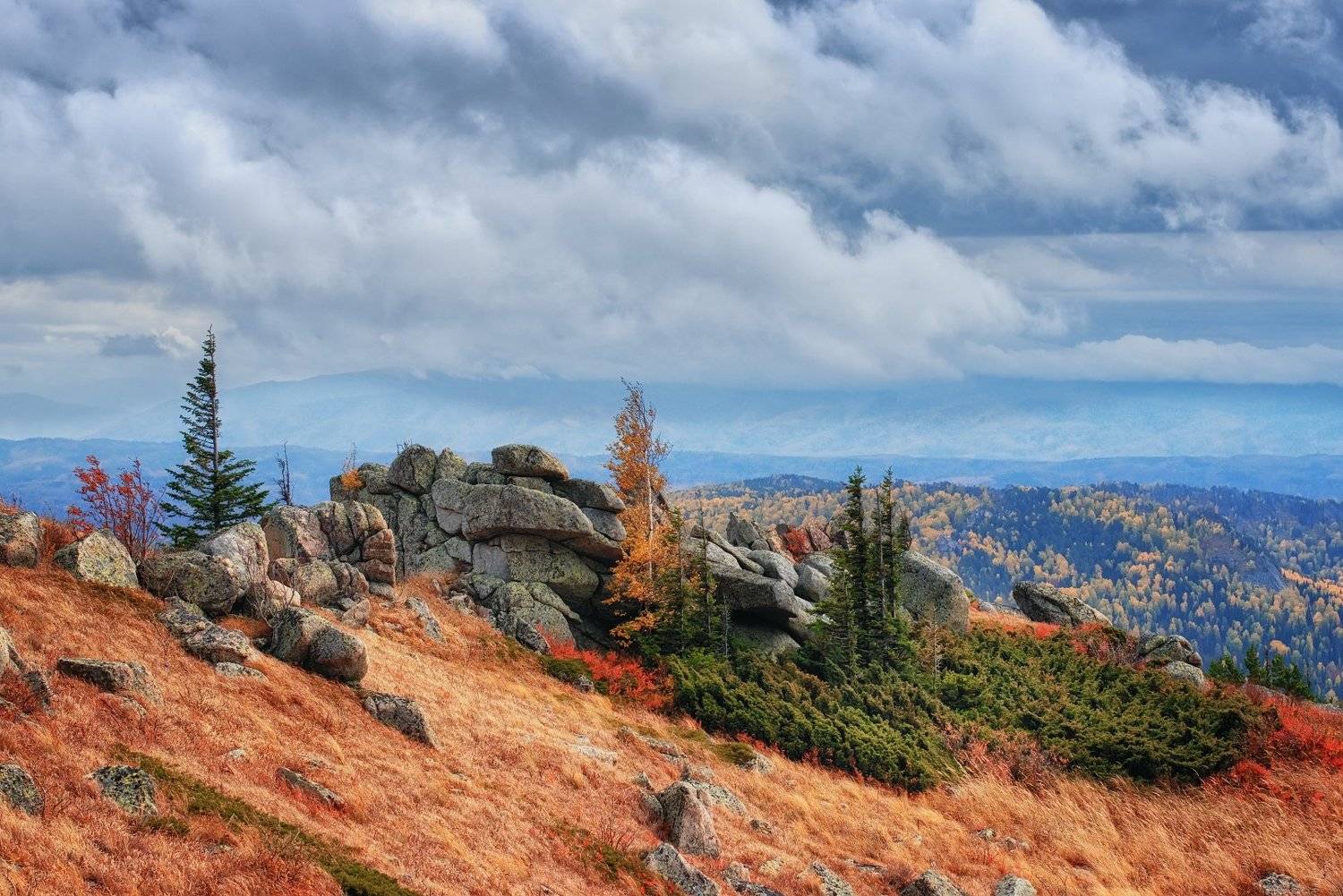 Ивагуми в горах. Автор: Владимир Лякишев алтай, колывань, синюха, Владимир Лякишев