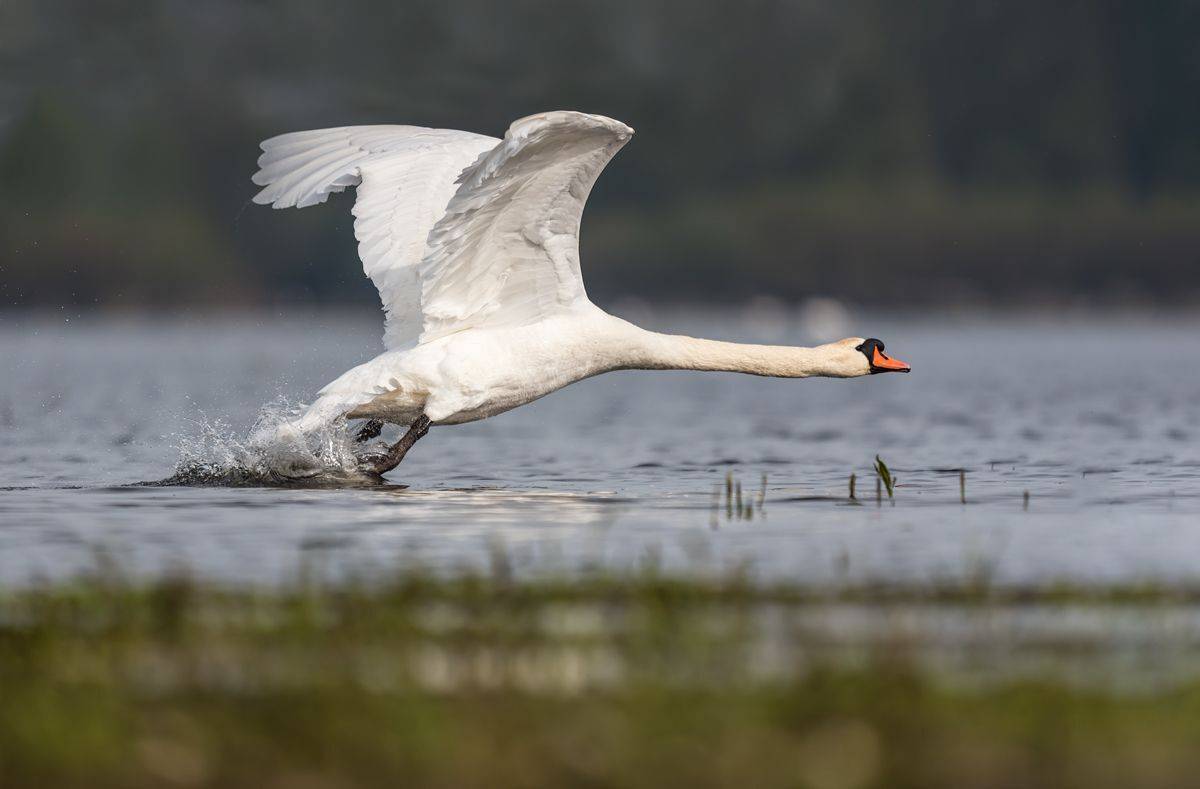 Łabędź niemy (Cygnus olor). Автор: Sławek Przybylski , Sławek Przybylski