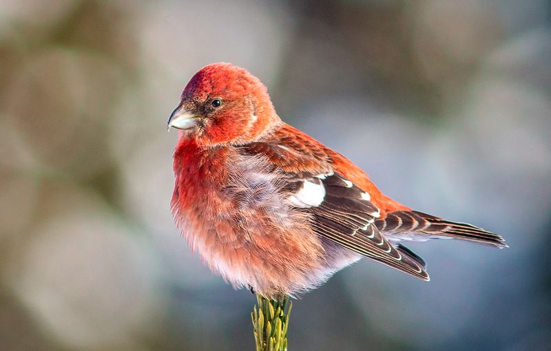 клёст,печора,коми.зима,птицы,анималистика,север,klest, pechora, komi.winter, birds, animalism, north Белокрылый клёстphoto preview
