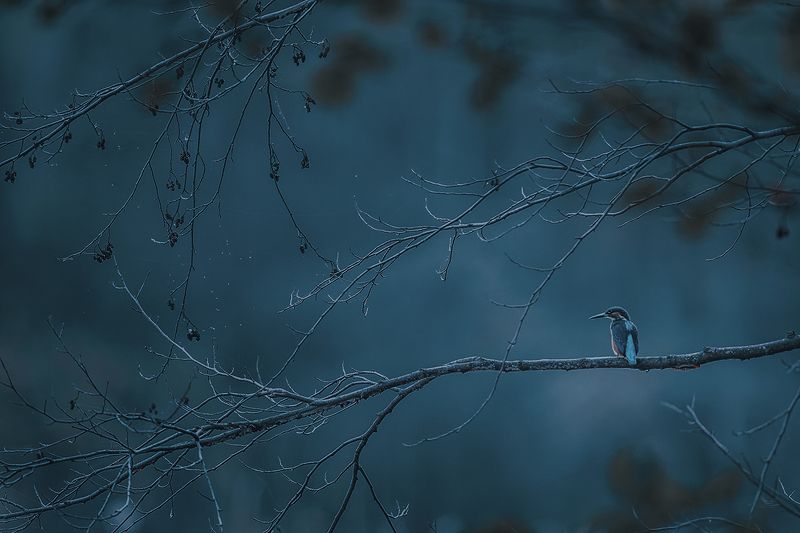 kingfisher, bird, wildlife Kingfisherphoto preview