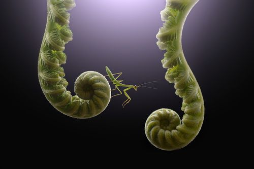 mantis