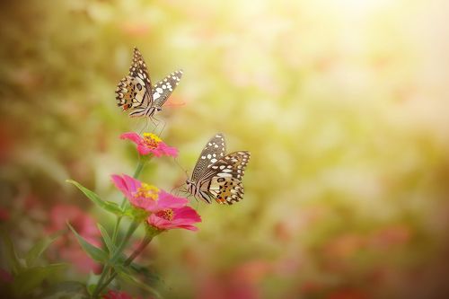 papilio demoleus