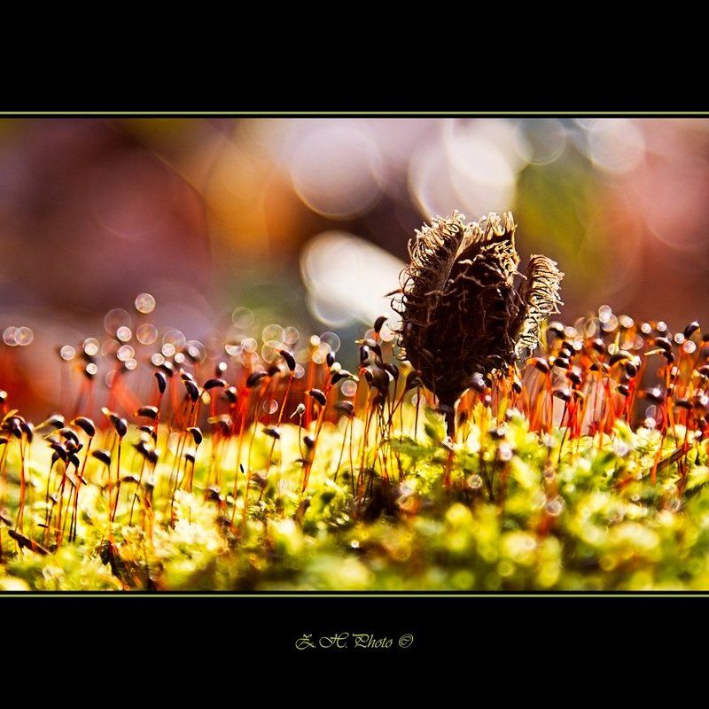 moss, dry, seed, bokeh, red, pink, green, hairy, giant Hairy giantphoto preview