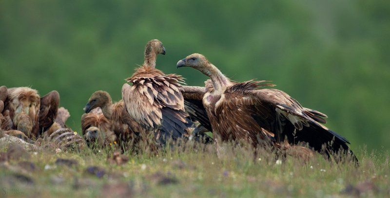 Battle for foodphoto preview