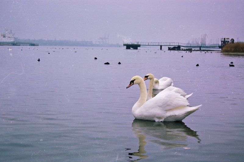 Лебеди в портуphoto preview