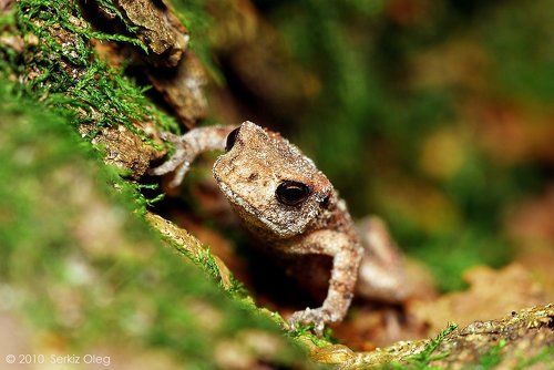 Little frog