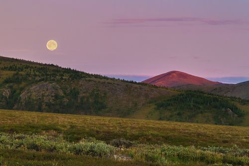 Чукотская лесотундра
