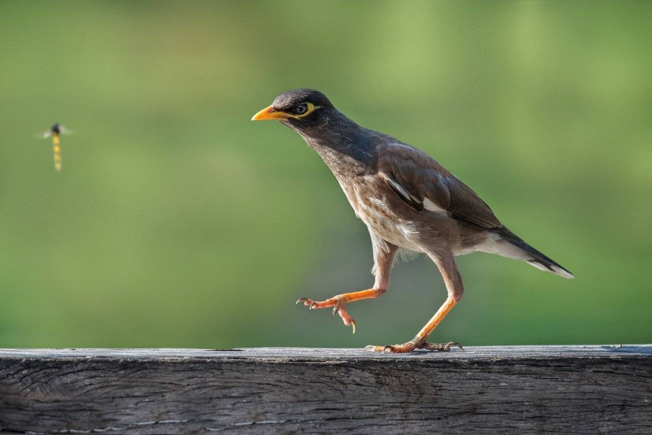 Поймать!.... Автор: Людмила Бекман майна, скворец, Людмила Бекман