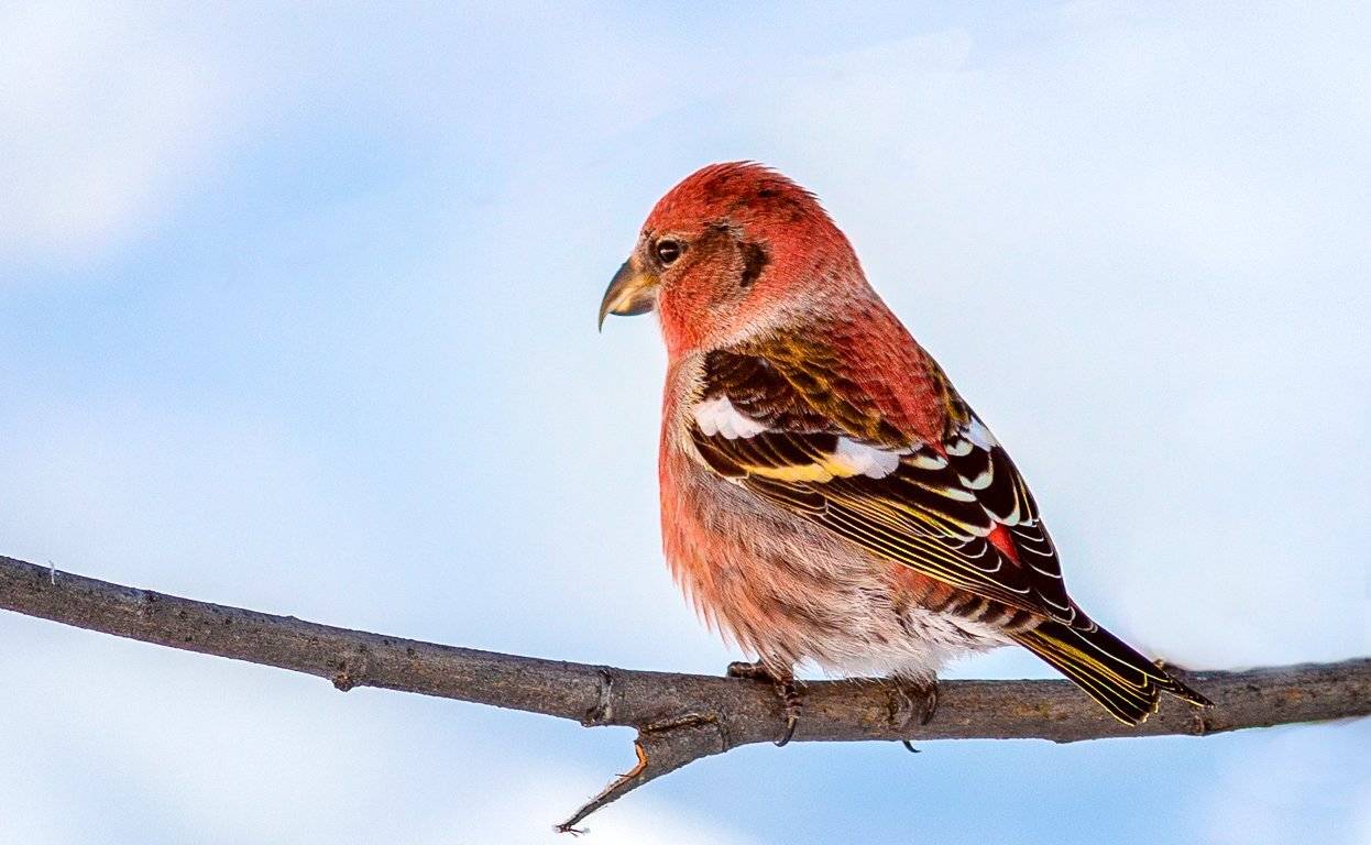 клёст,печора,коми.зима,птицы,анималистика,север,klest, pechora, komi.winter, birds, animalism, north, Игорь Триер