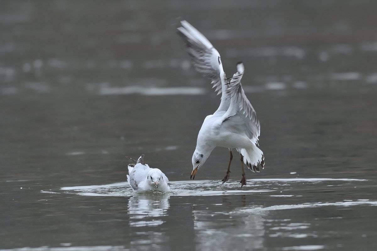 птицы birds slovakia, Jaroslav Mego