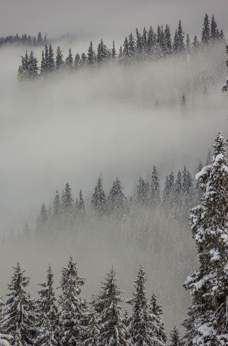 Winter in Vlădeasa mountains