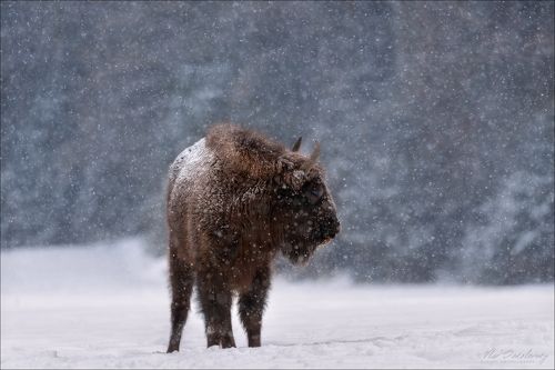 Let It Snow ...