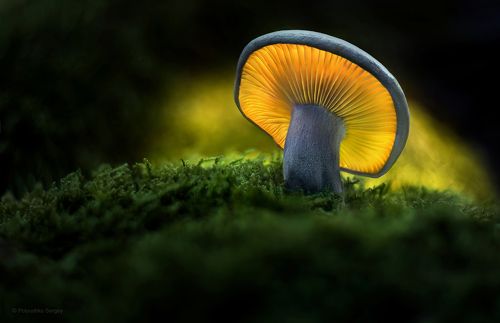 ***