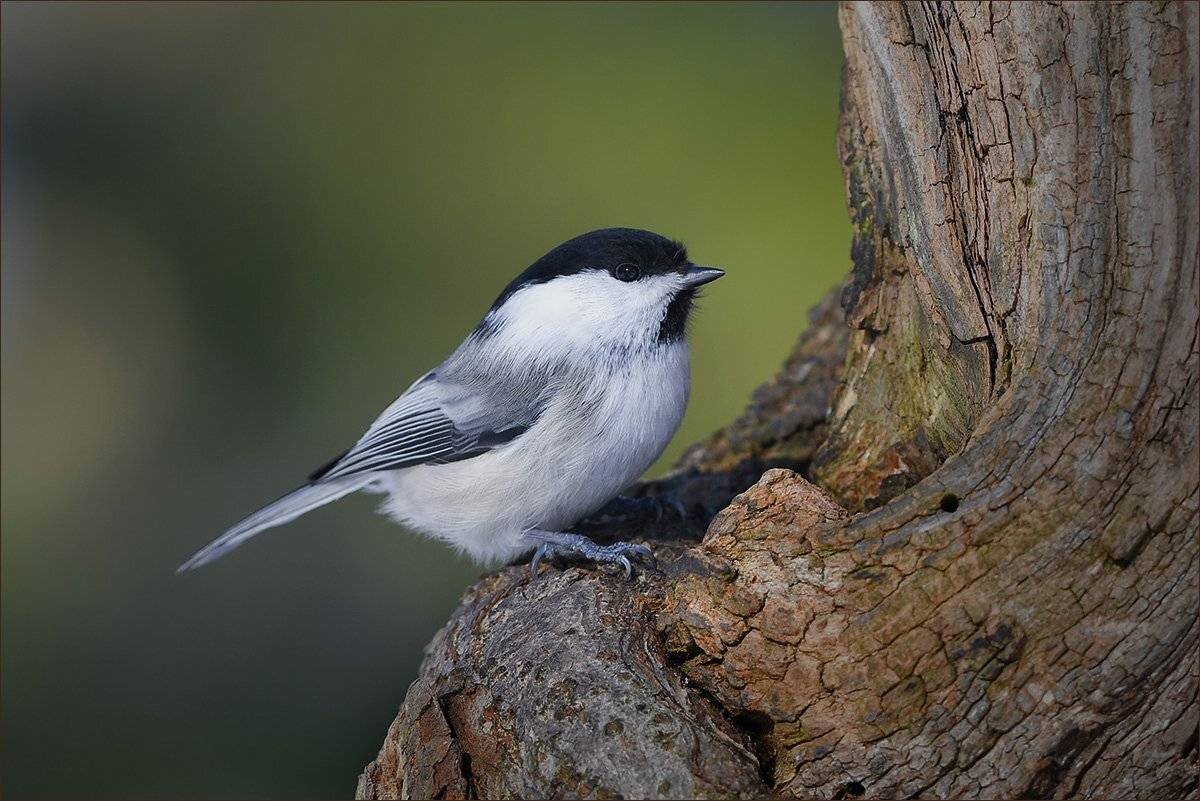Пухляк. Автор: Андрей Медведев гаичка, Андрей Медведев