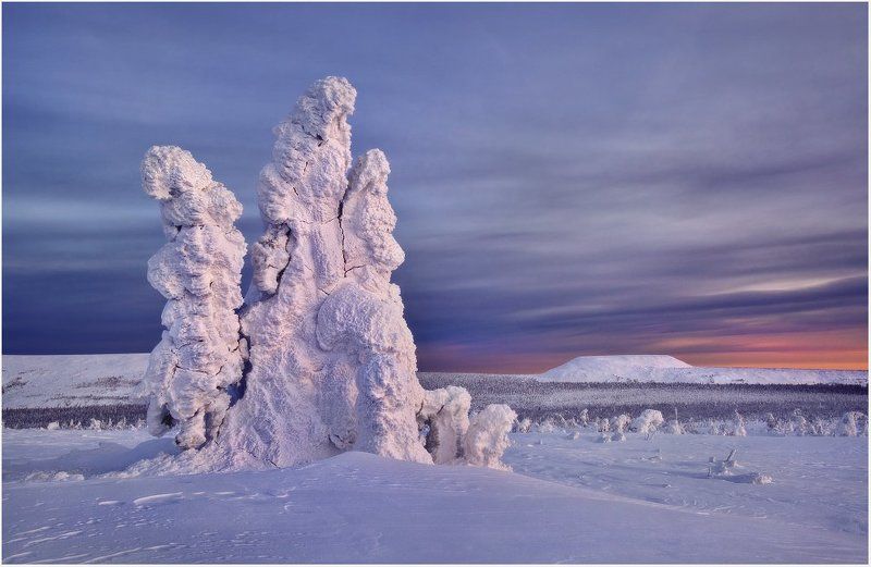 Подснежники декабря