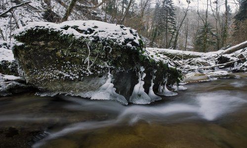 ТАМ ГДЕ РАСТУТ