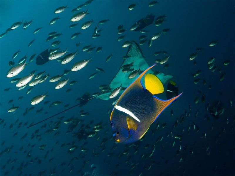 underwater Плотное движениеphoto preview