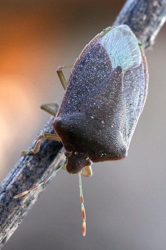 hemiptera, 600d,canon,mp-e 65mm,canon,macro First shieldbug os 2012photo preview