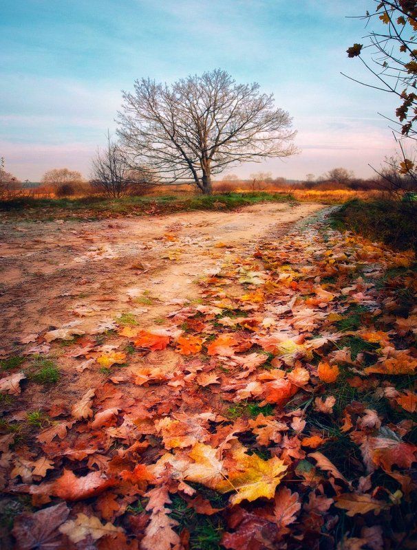 осень, дуб, утро ...Про одинокий дуб...photo preview