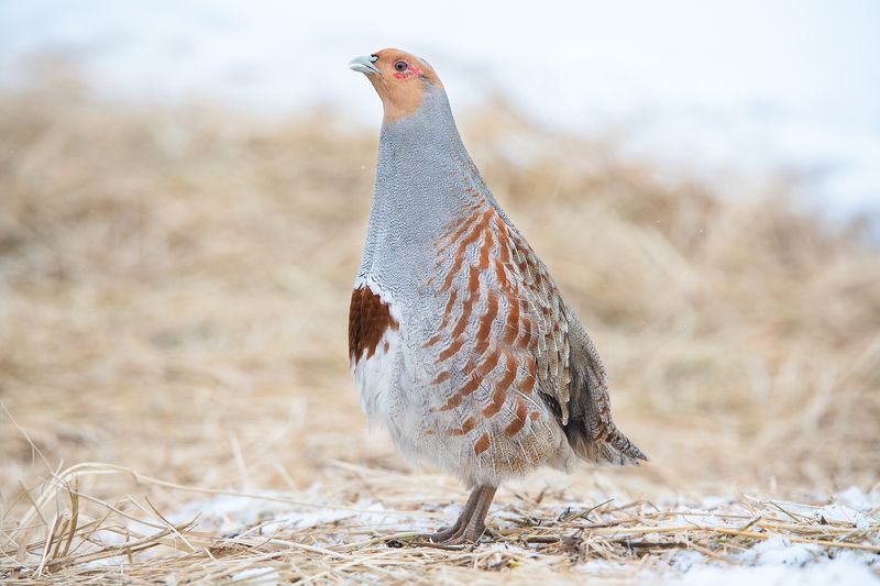 серая куропатка Серая куропаткаphoto preview