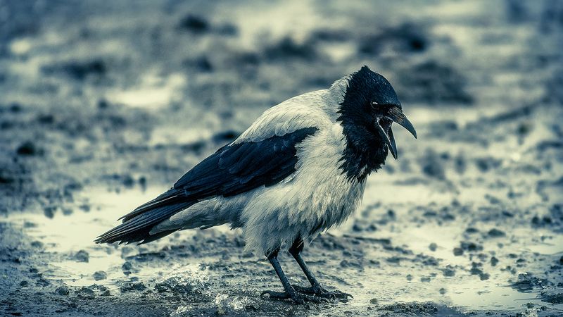 Кааррррphoto preview