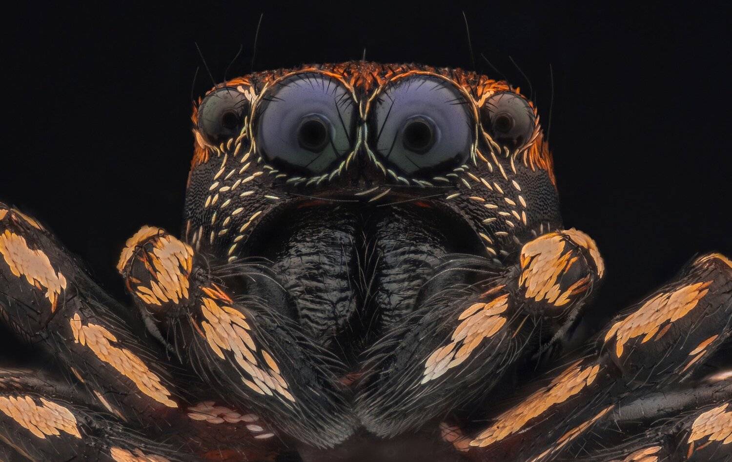 ceclii, macro, extrememacro, nikon d3400, semiplan 6.3, Tsvetan Ganev