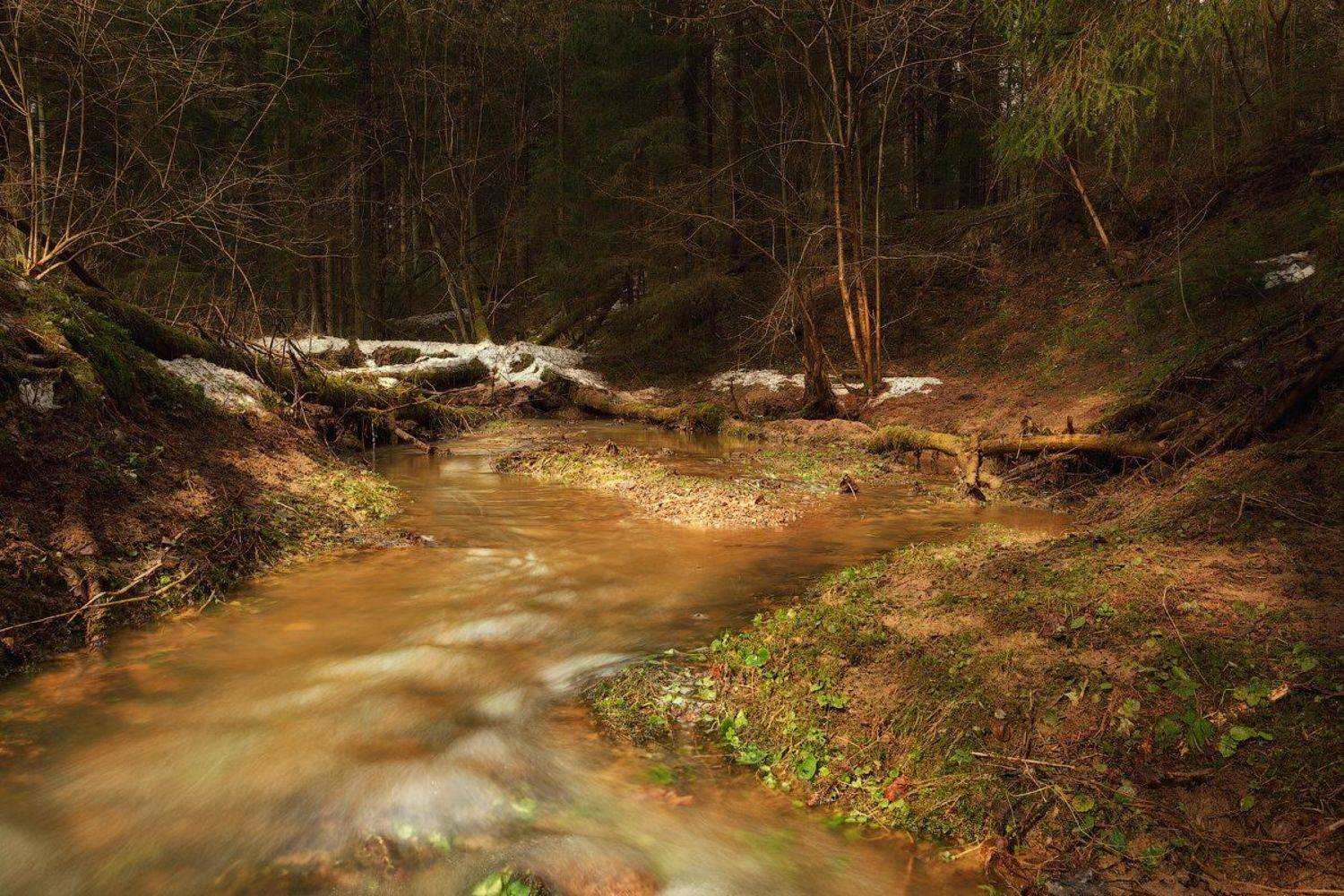 В весеннем лесу. Автор: Алексей Черепанов лес, весна, река, солнце, солнечный свет, Алексей Черепанов