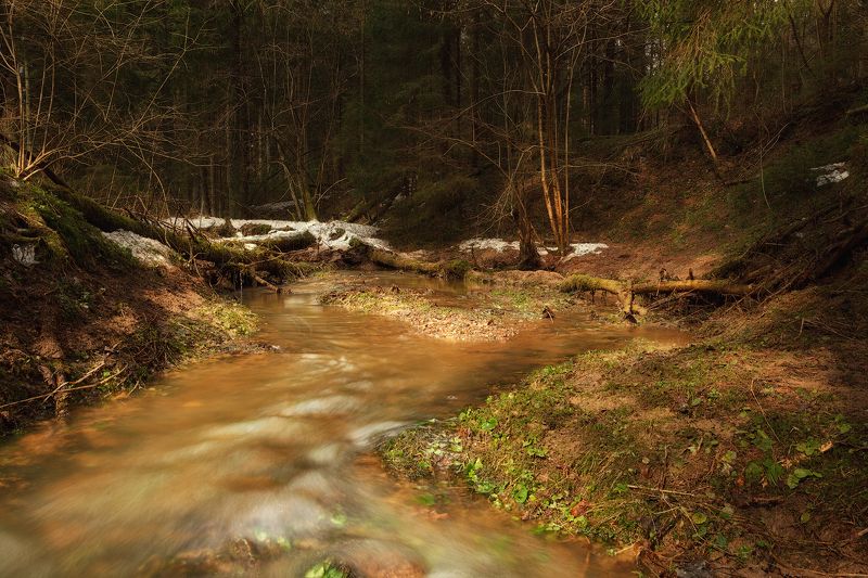 лес, весна, река, солнце, солнечный свет В весеннем лесуphoto preview