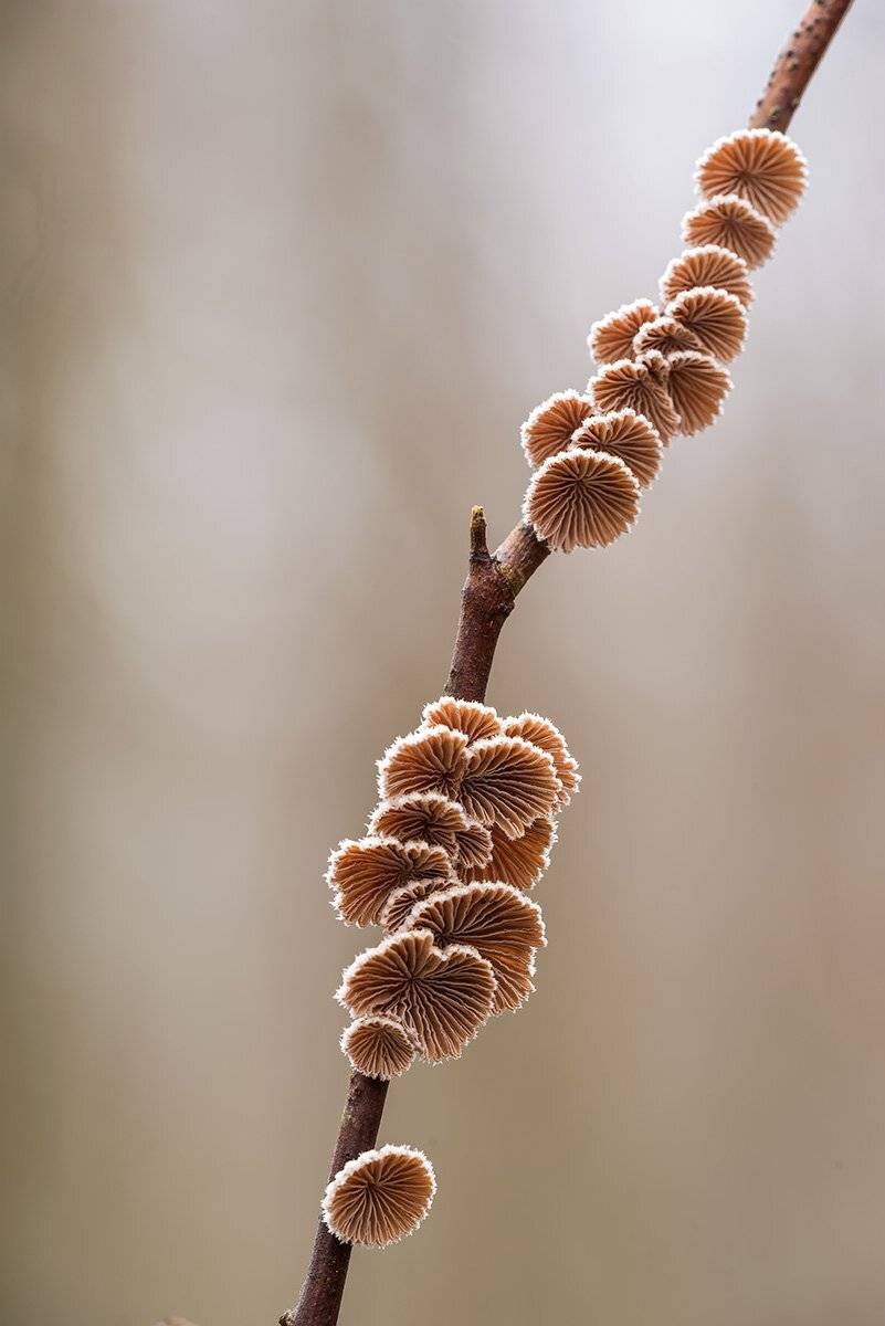 природа, макро, грибы, щелелистник, Александр Земляной