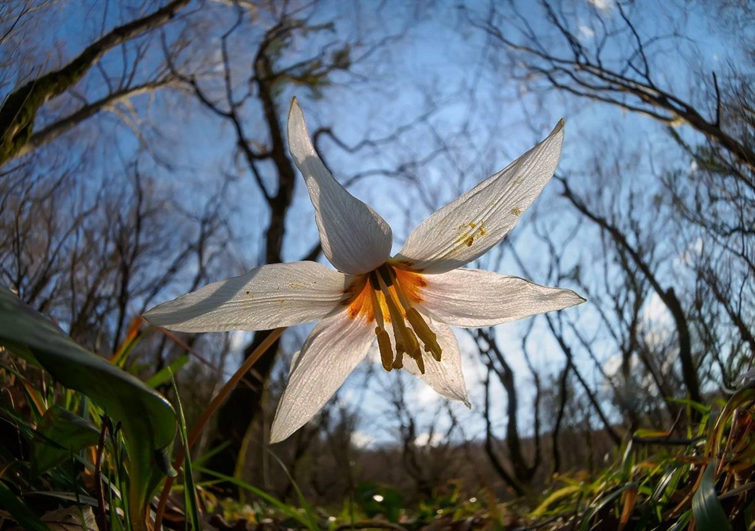 Я подарю тебе эту звезду.... Автор: Валерия Зверева кандык, Валерия Зверева