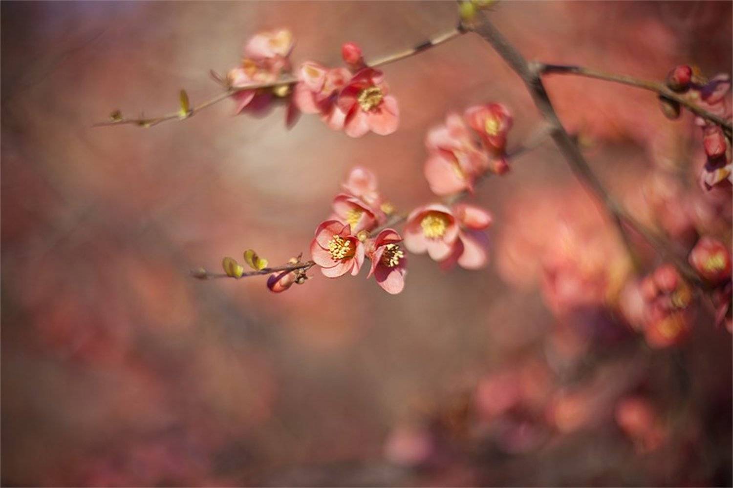 , Наталья Ова