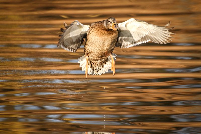 Утиные историиphoto preview