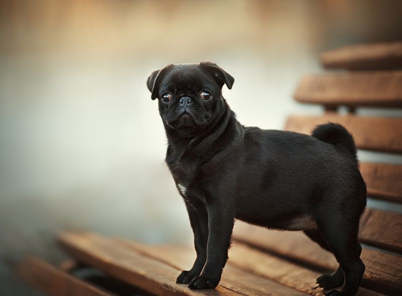 собака, мопс, щенок ...photo preview