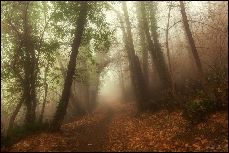 italy,monte venda,colli euganei,тропинка,италия,эвганские холмы,монте венда,туман,morning,colors,fog Тропинка в туман...photo preview