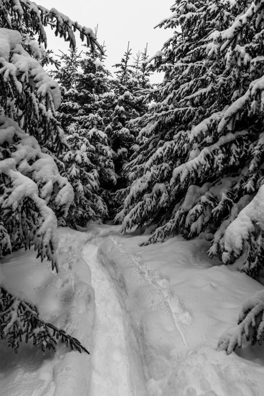 landscape winter mountains snow fog photography photo canvas wallpaper nature trees frame view  Winter in the Vladeasa Mountains. photo preview