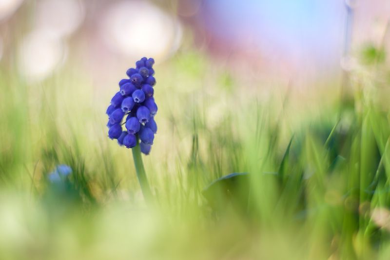 Muscariphoto preview