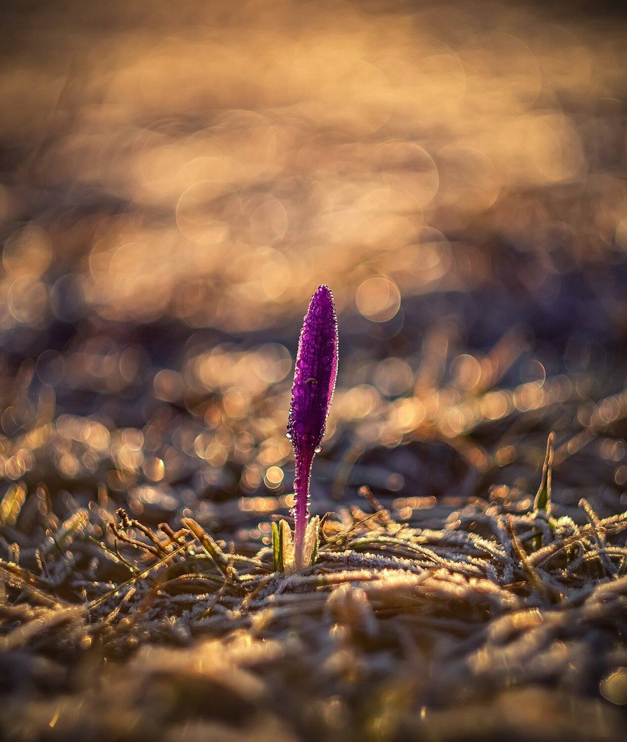 , Костадин Маджаров