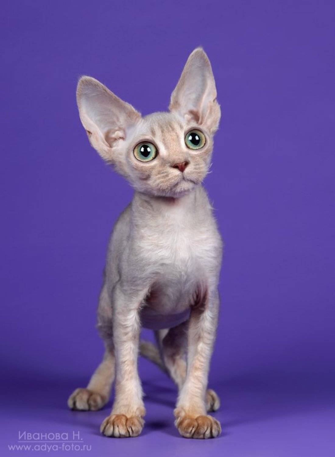 , Надежда Иванова