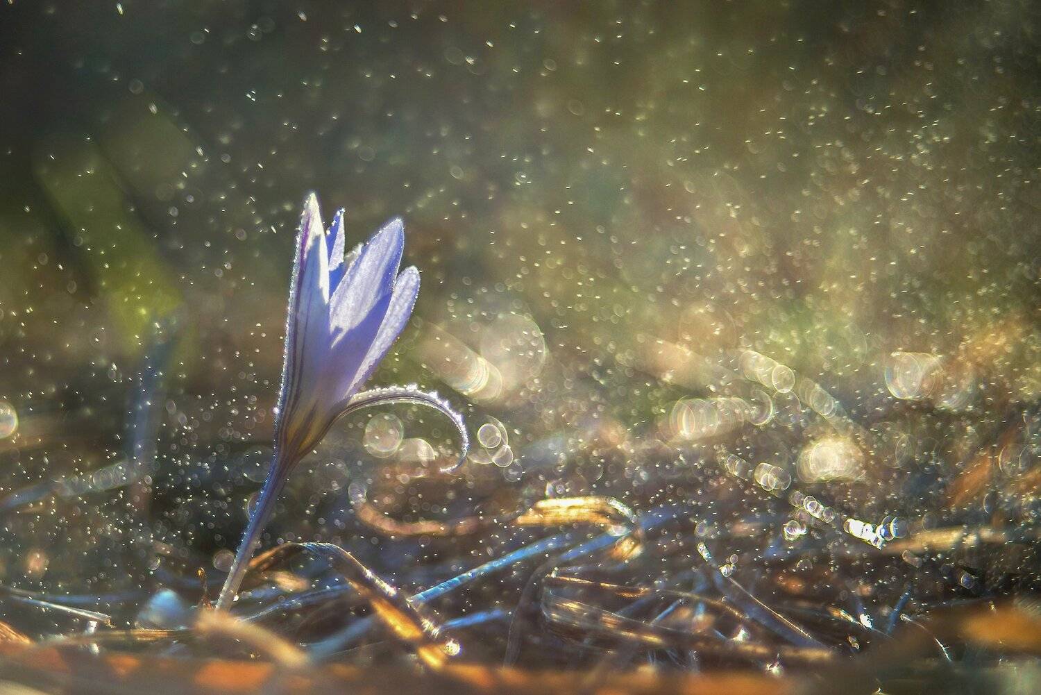 , Елена Брежицкая