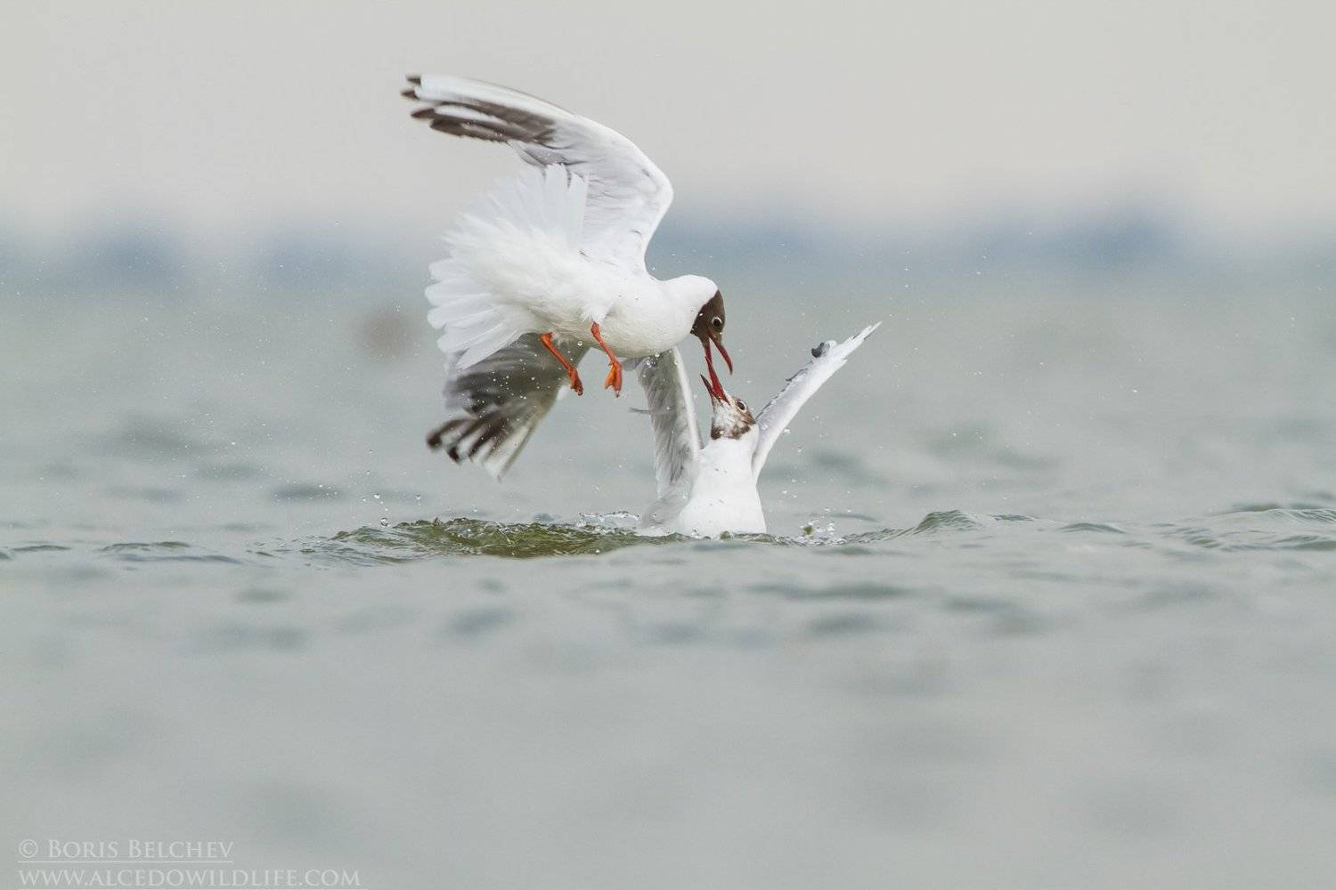 , Борис Белчев