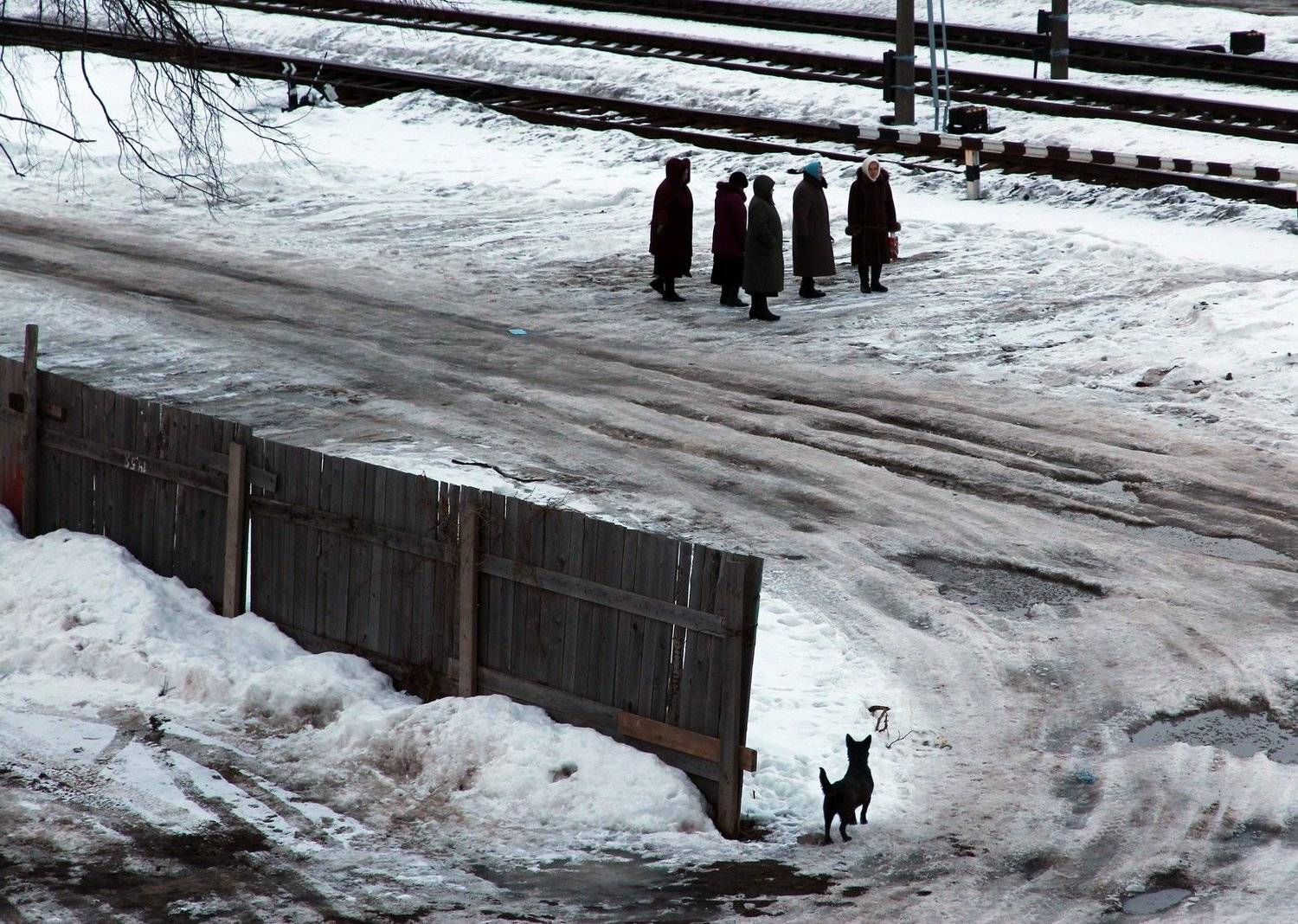 belarus gomel winter dog snow беларусь гомель зима собакаснег, Иванчиков Дмитрий