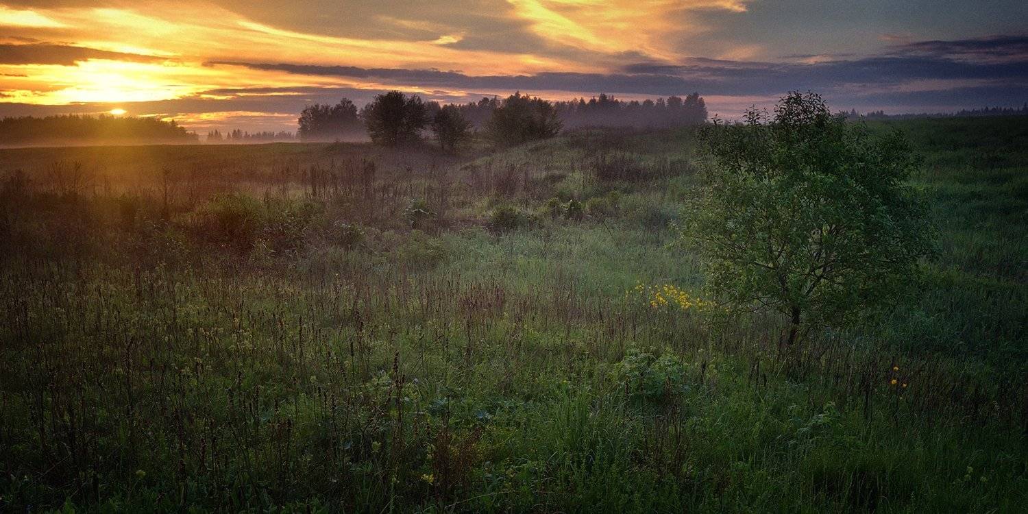 лес, природа, пейзаж, лето, подмосковье, Алексей Никонов