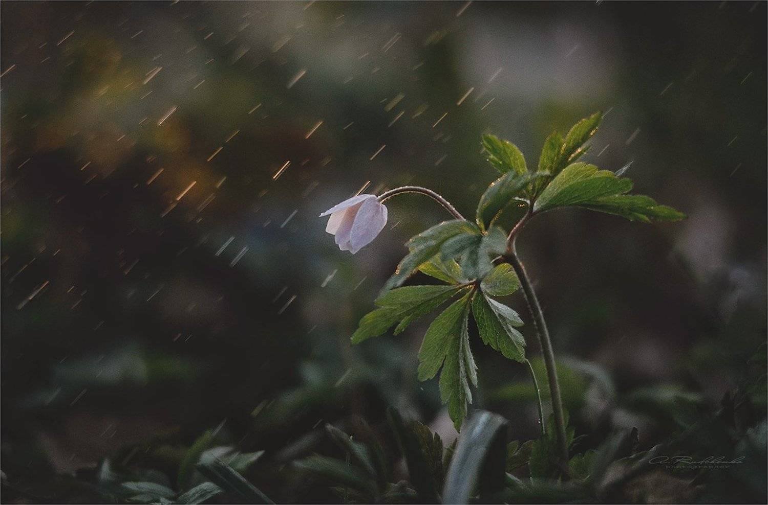 , Рудченко Анатолий