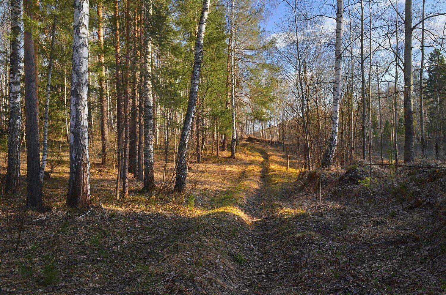 Начало мая. Автор: Irina Shapronova лес, тёплый вечер, солнечный свет, дорога, весна, Irina Shapronova