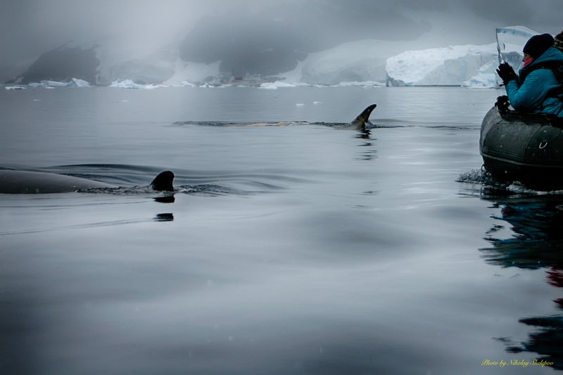 Антарктида 50. Так мы наблюдали за китамиphoto preview