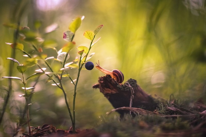 Сладкоежкаphoto preview