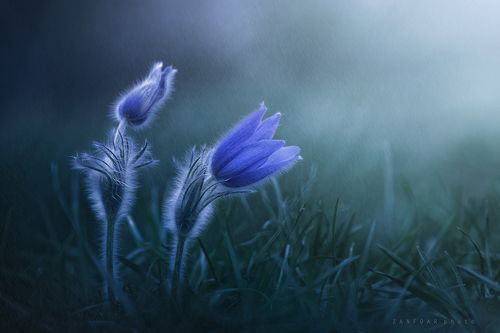 Pulsatilla grandis II.