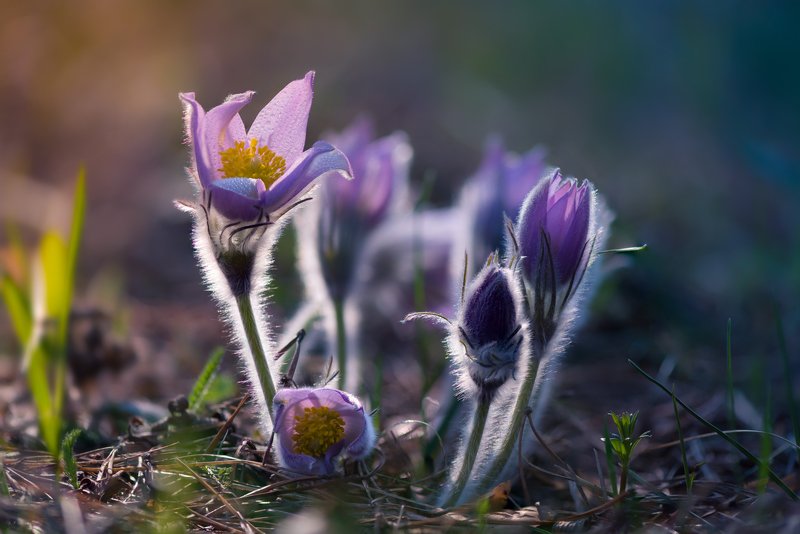 весна, цветы, сон-, трава Волшебница-веснаphoto preview