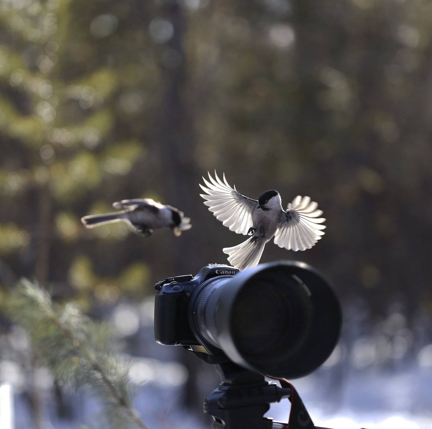 Так вот откуда птичка вылетает!. Автор: Евгения Левина якутия, нерюнгри, гаичка, птицы, Евгения Левина