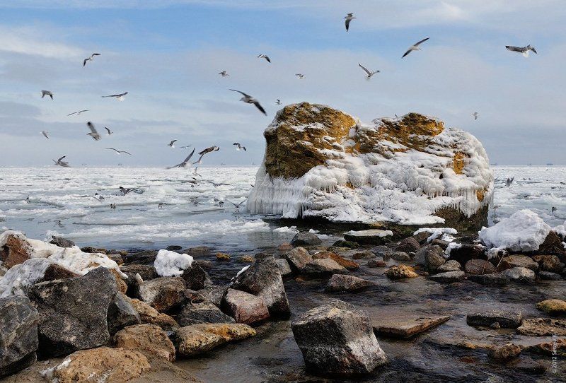 одесса, зима, снег, море, чайки Морозное море...photo preview